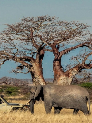 Tarangire