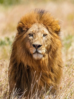 Serengeti