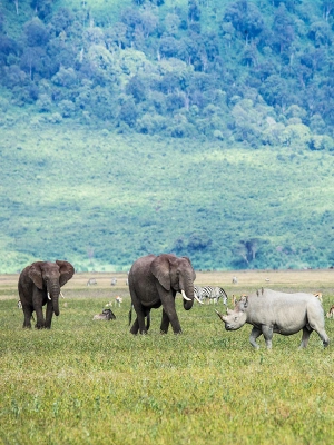 Ngorongoro